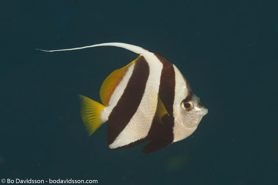 BD-111123-Raja-Ampat-4997-Heniochus-acuminatus-(Linnaeus.-1758)-[Pennant-coralfish.-Piskfisk].jpg